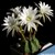 4 pui cactus sferic Echinopsis